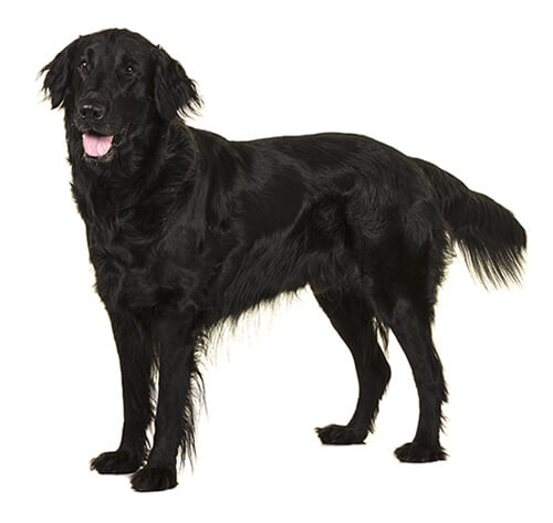 flat black coated retriever